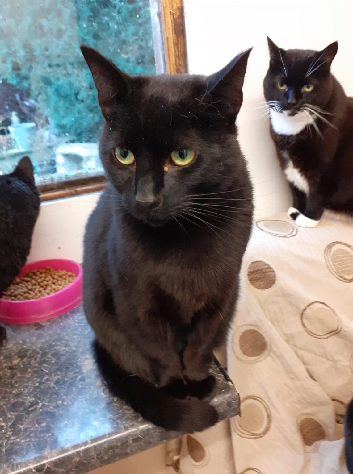 Cats Needing Homes Suffolk Animal Rescue