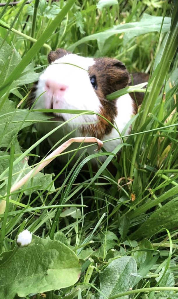 Small Furries Needing Homes Suffolk Animal Rescue